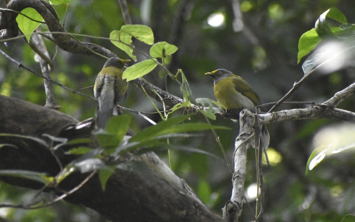 Gray-headed Bulbul - ML520135461