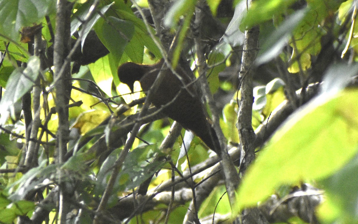 Rufous Woodpecker - ML520135611