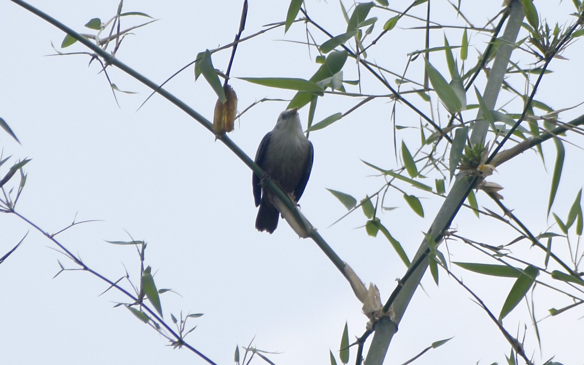 Malabar Starling - ML520135801