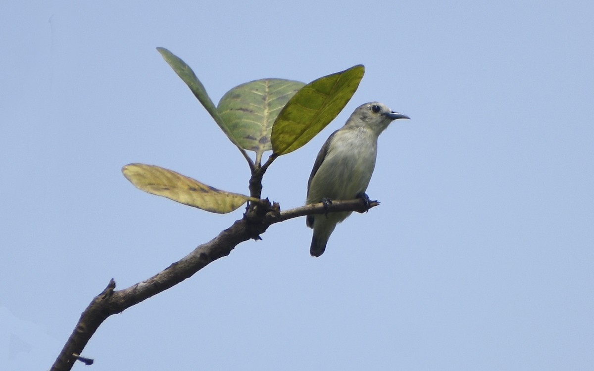 Nilgiri Flowerpecker - ML520135901