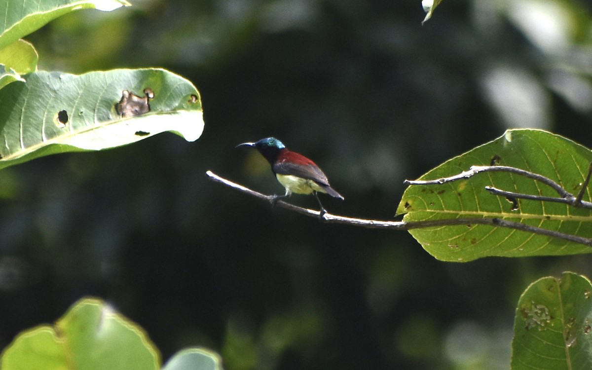 Crimson-backed Sunbird - ML520135991