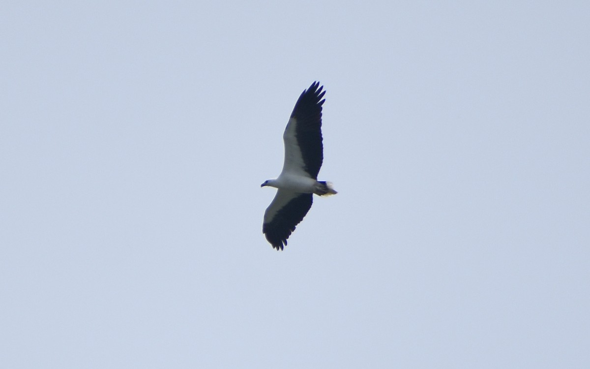 White-bellied Sea-Eagle - ML520136201