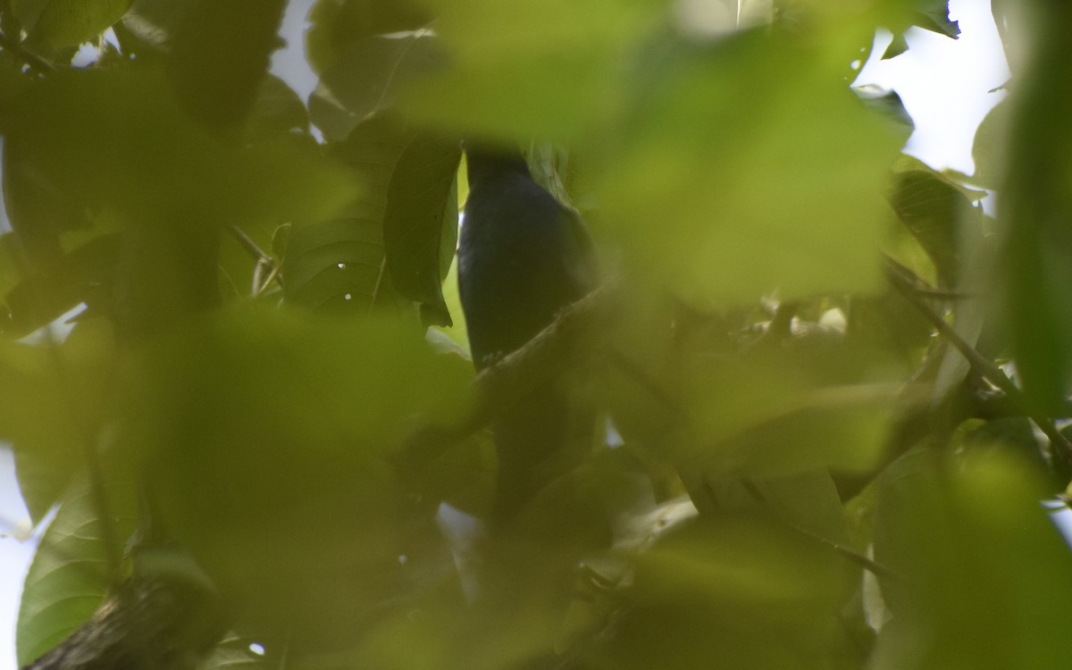 Malabar Whistling-Thrush - ML520136301