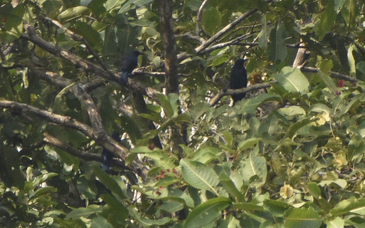 Asian Fairy-bluebird - ML520137101