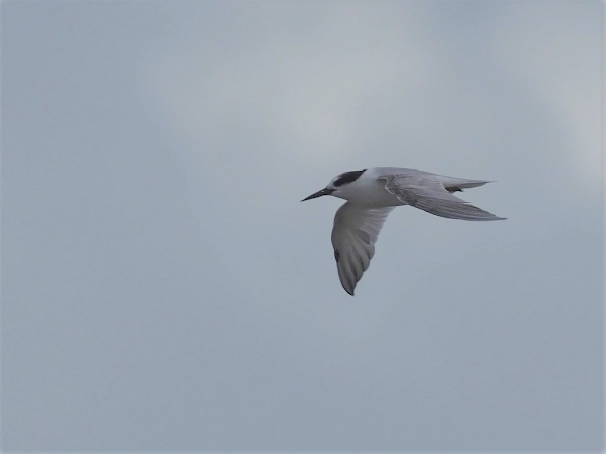 Little Tern - Magen Pettit