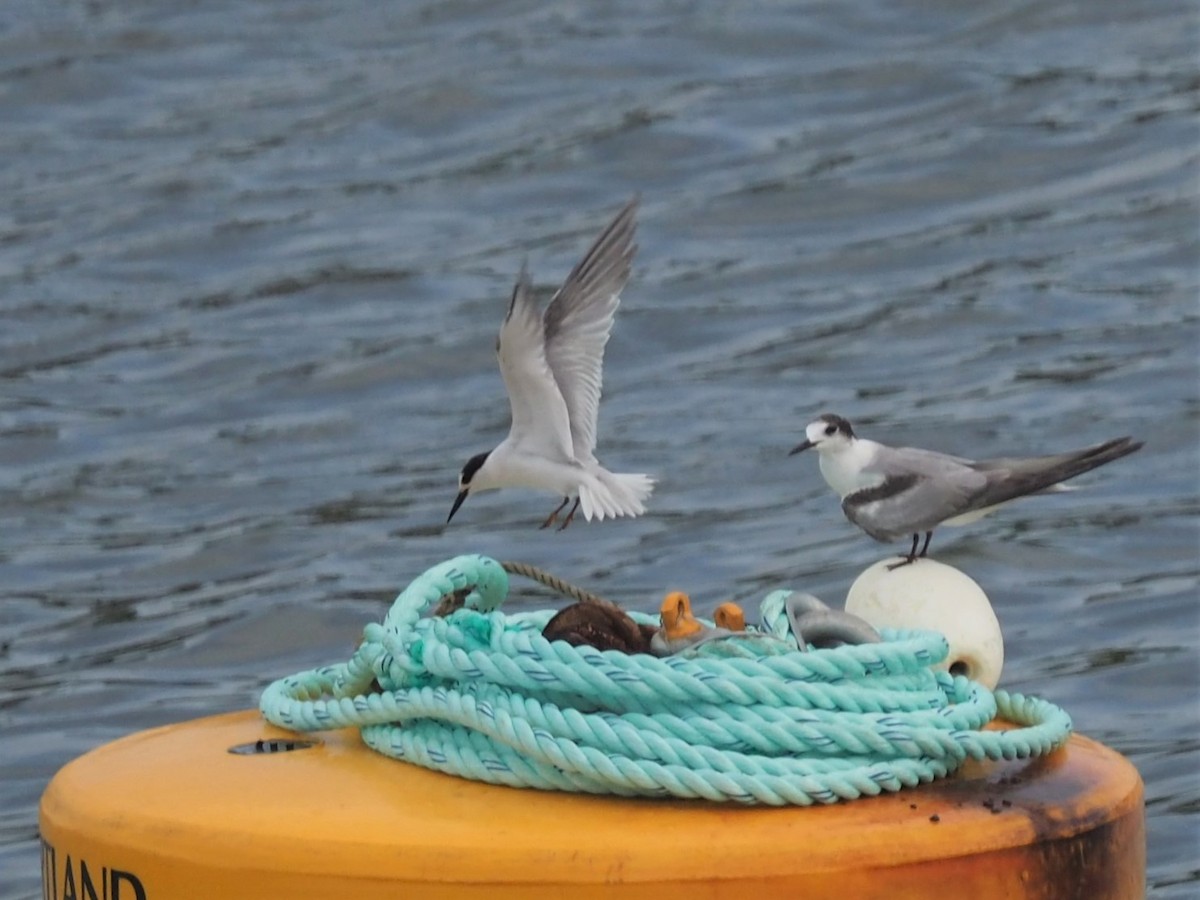 Little Tern - Magen Pettit