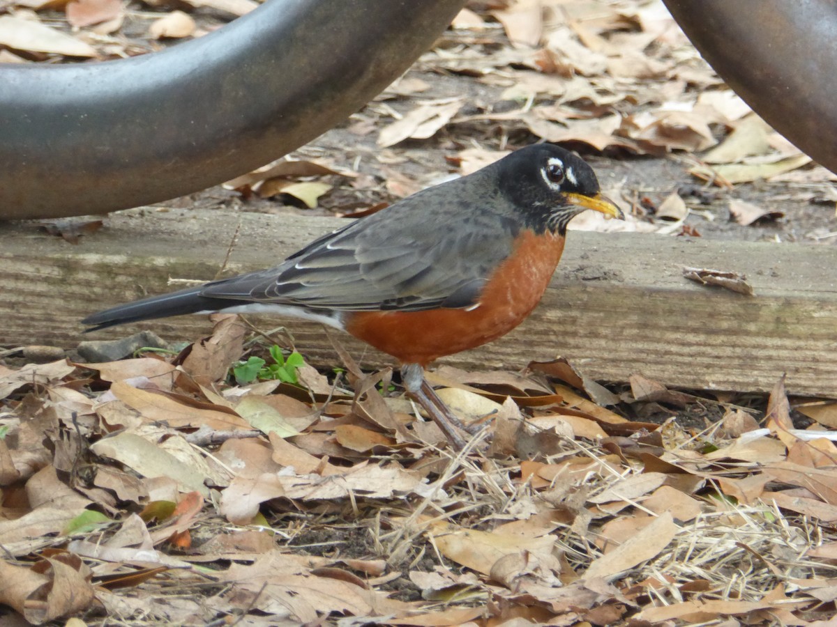 American Robin - Keith Jahoda