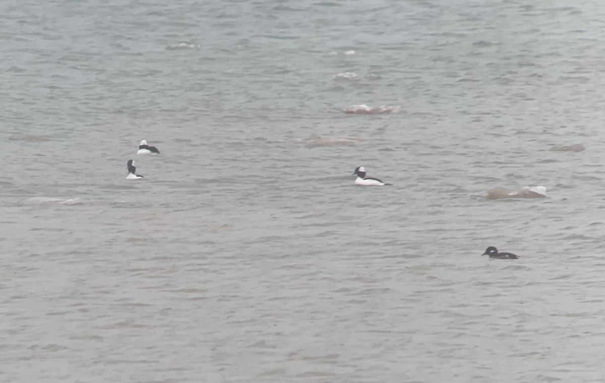 Bufflehead - ML520140711