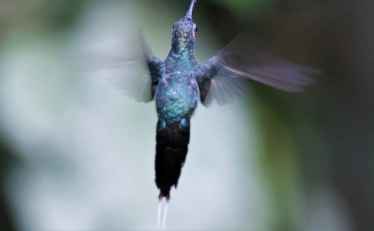 kolibřík šedobřichý - ML520141151