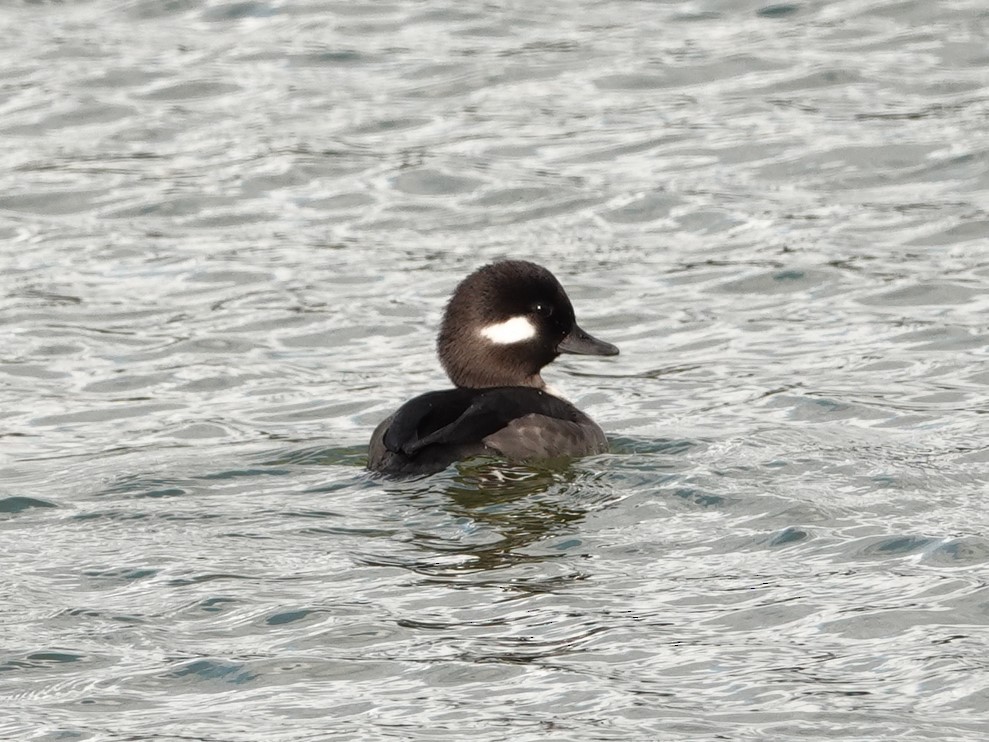 Bufflehead - Jose Gagnon