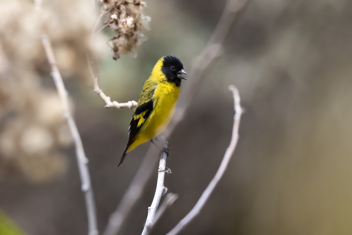 Hooded Siskin - ML520141421