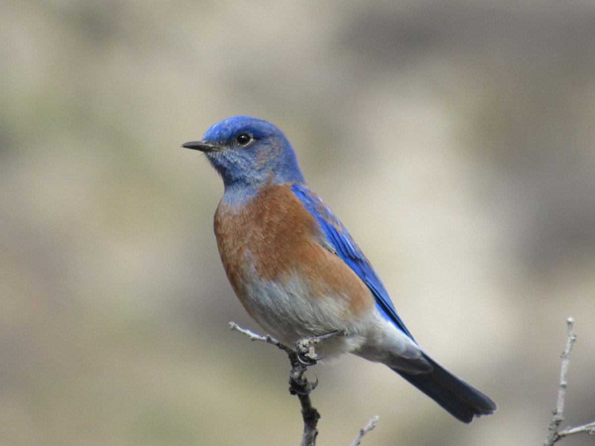 Western Bluebird - Caleb Helsel