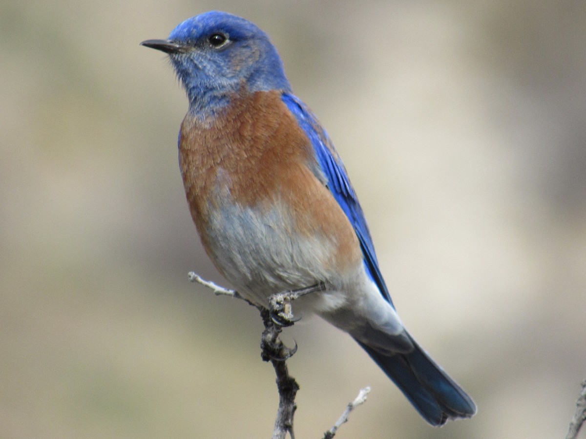 Western Bluebird - ML520142501