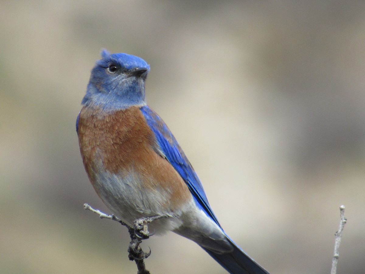 Western Bluebird - ML520142531