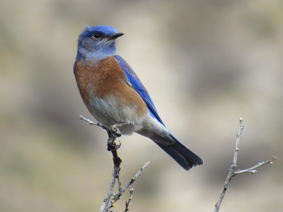 Western Bluebird - ML520142541