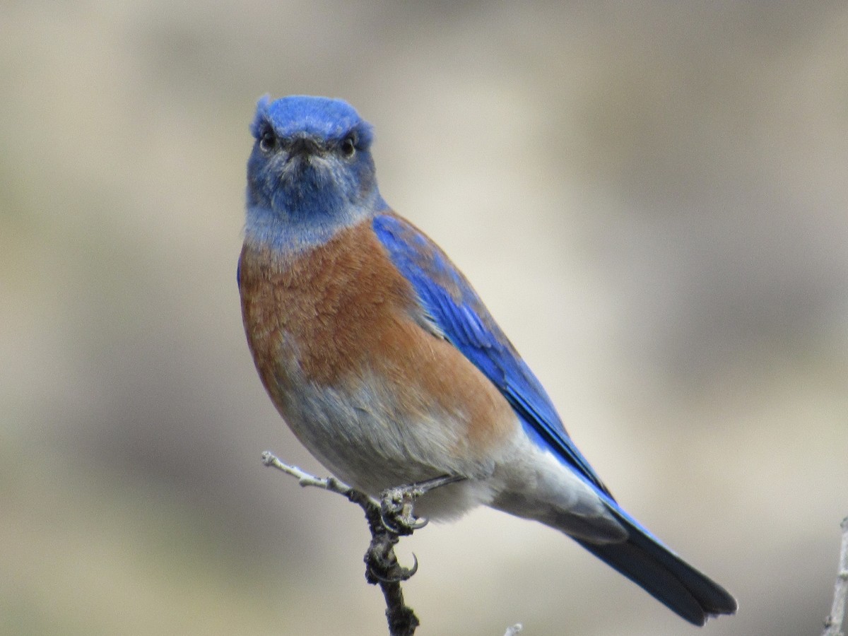 Western Bluebird - ML520142571