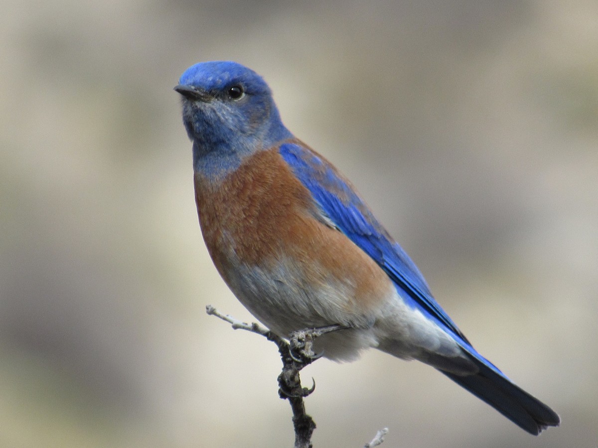 Western Bluebird - ML520142611