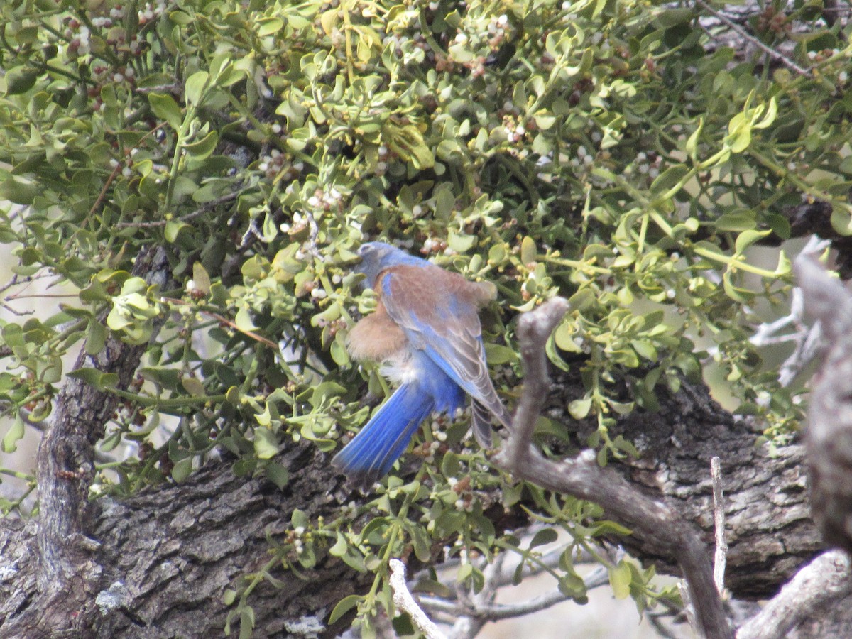 Western Bluebird - ML520142681