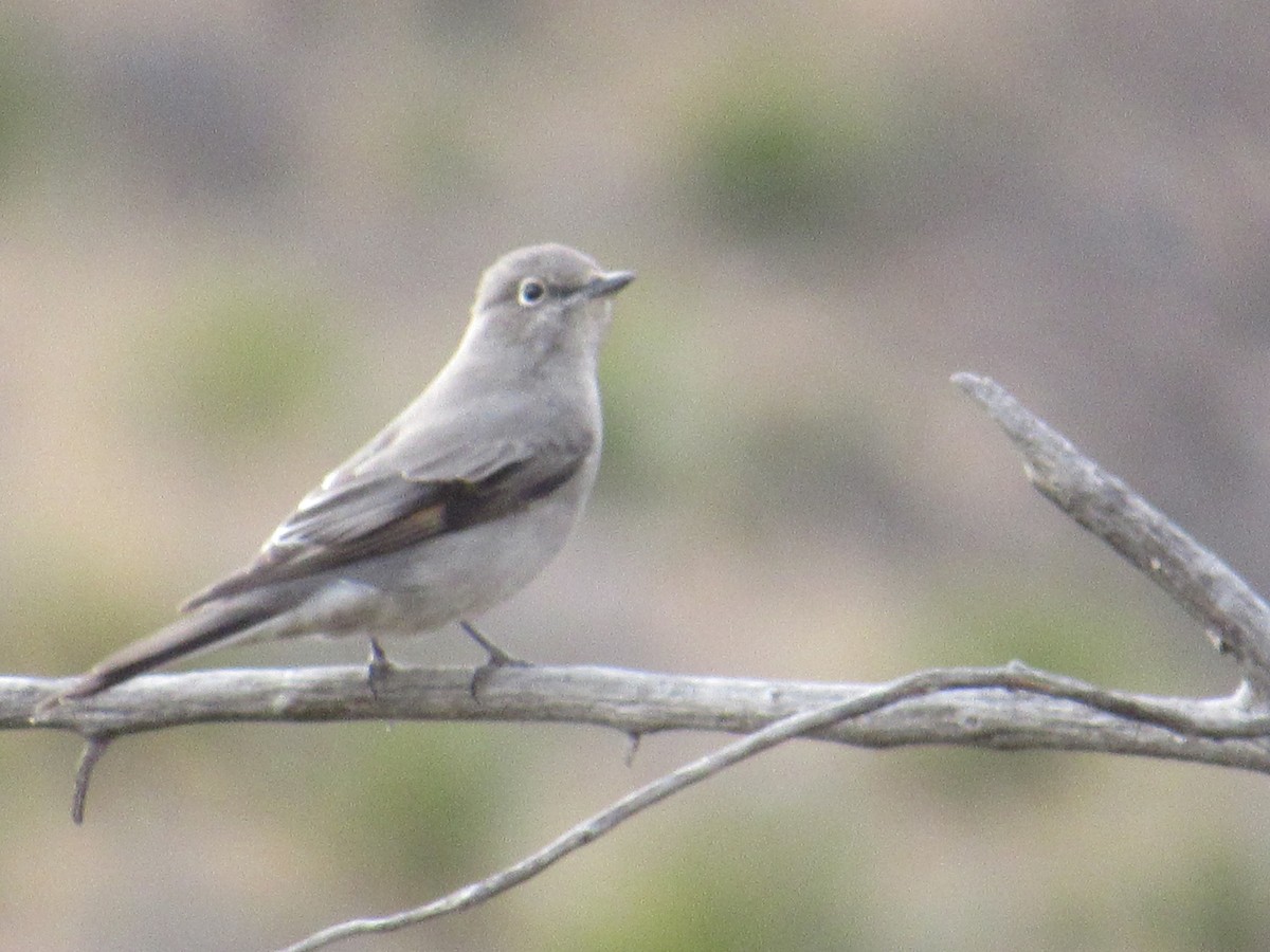 Townsend's Solitaire - Caleb Helsel