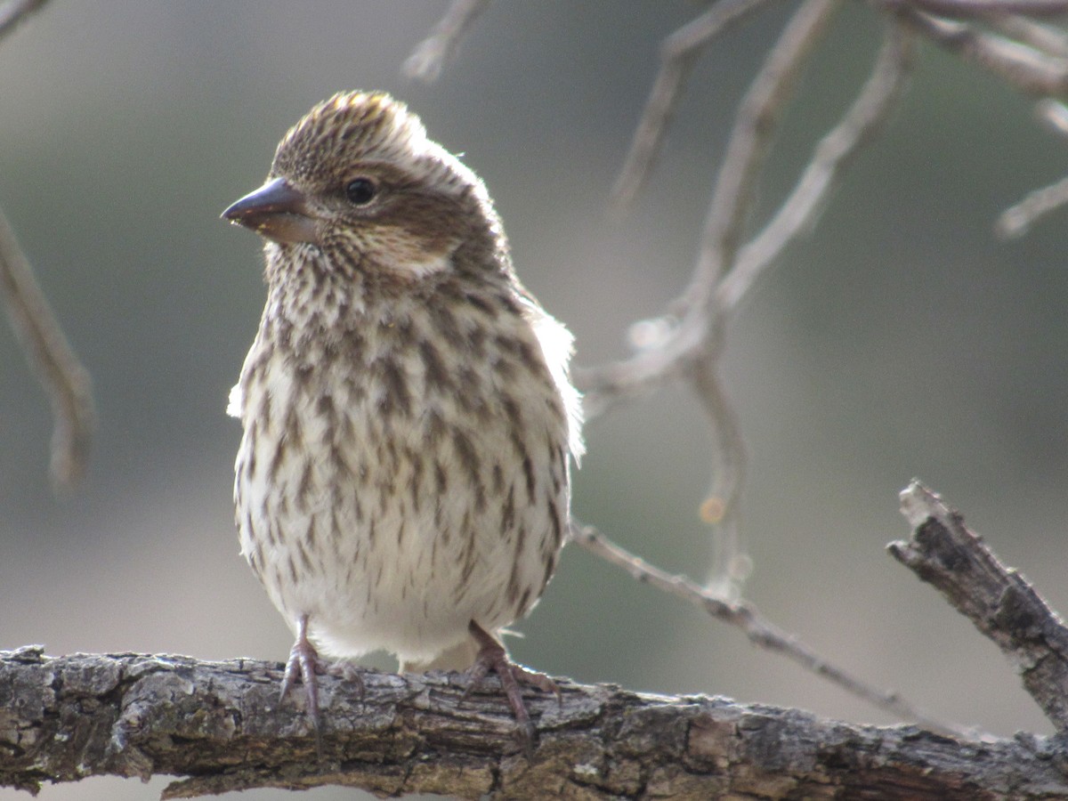 Cassin's Finch - Caleb Helsel