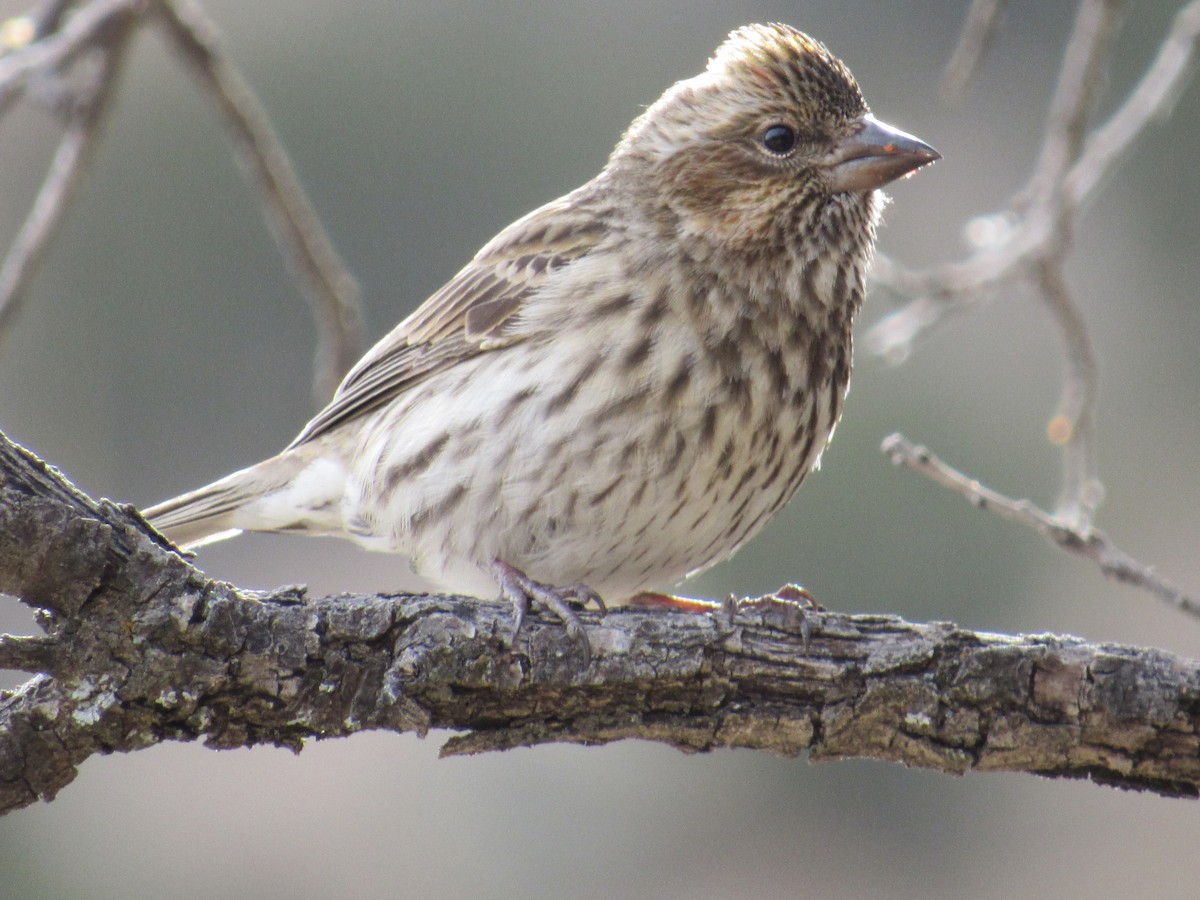 Cassin's Finch - ML520143521