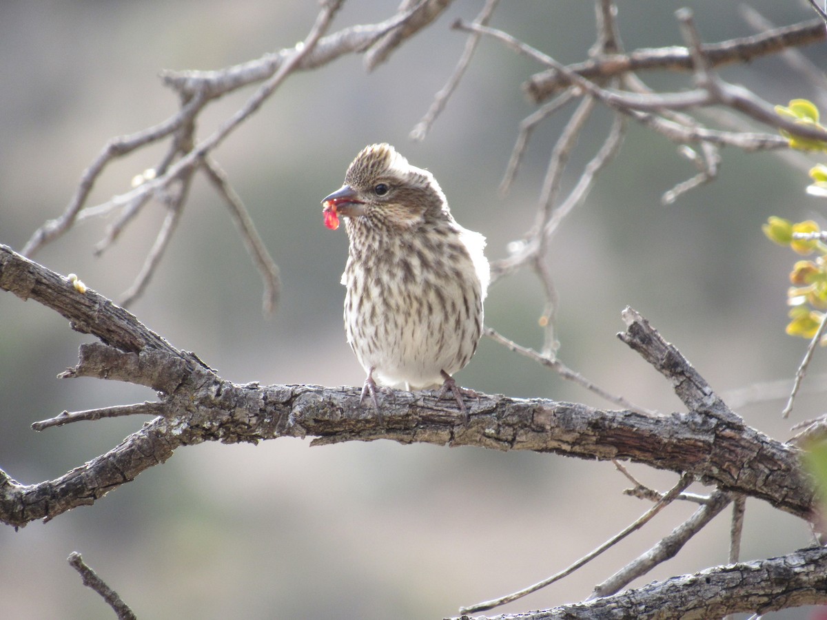 Cassin's Finch - ML520143561