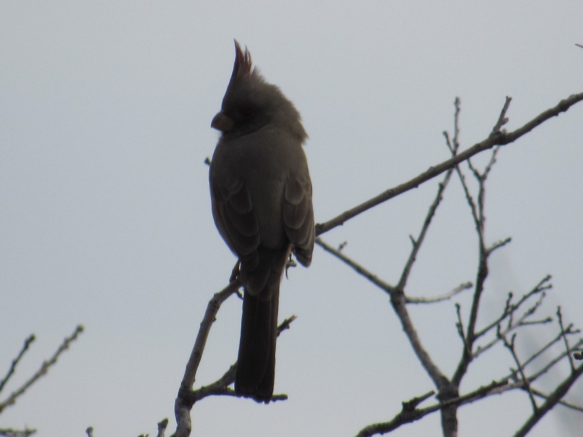 Pyrrhuloxia - ML520143811