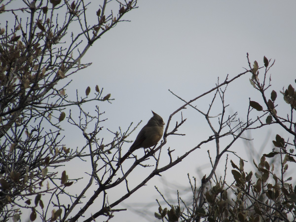 Pyrrhuloxia - ML520143821