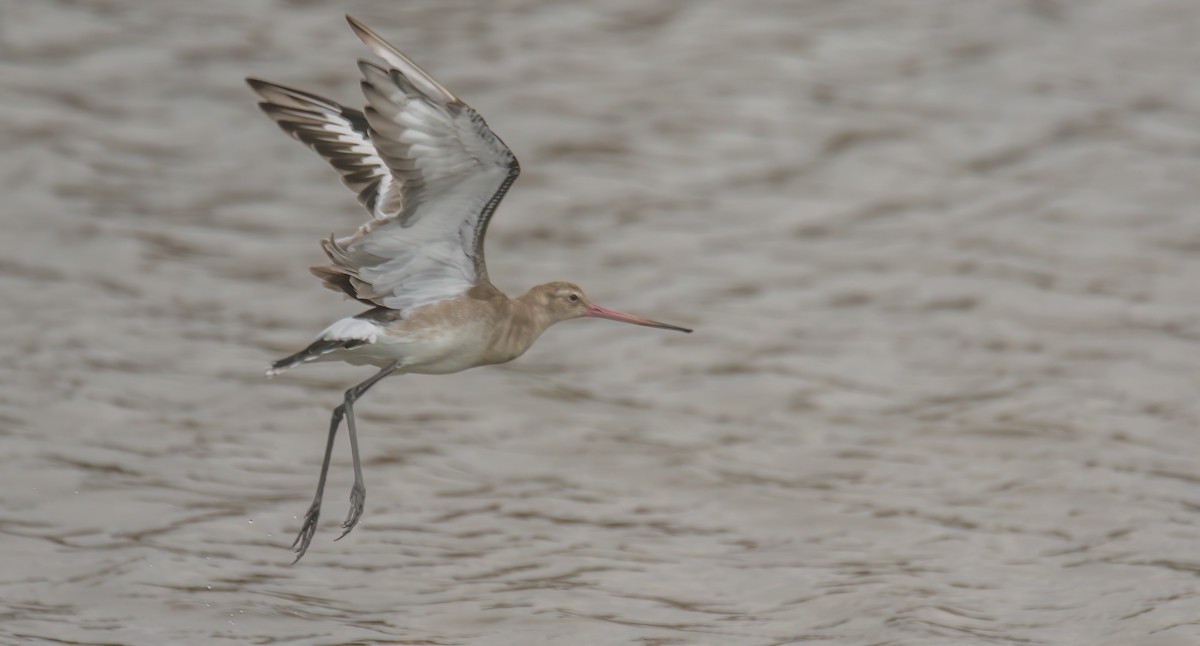 Black-tailed Godwit - Francisco Pires