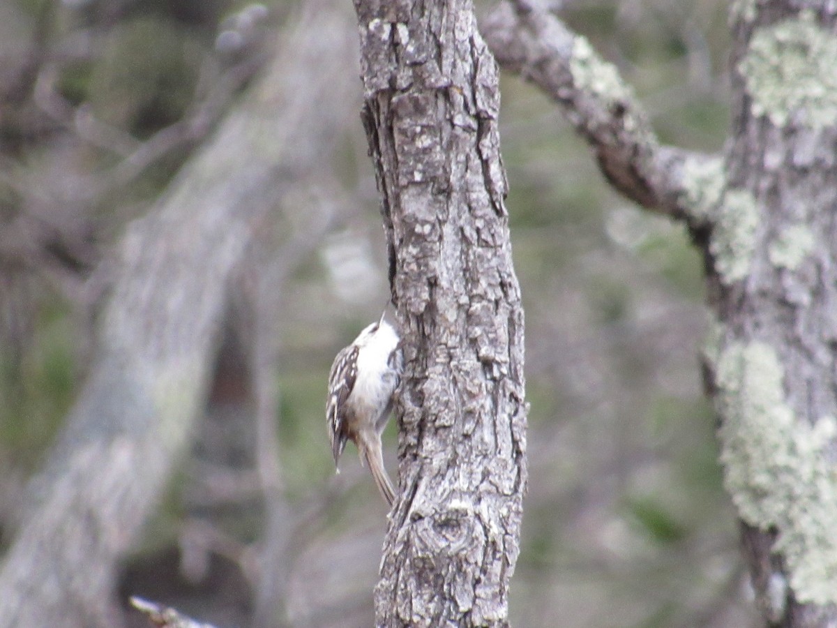 Brown Creeper - Caleb Helsel