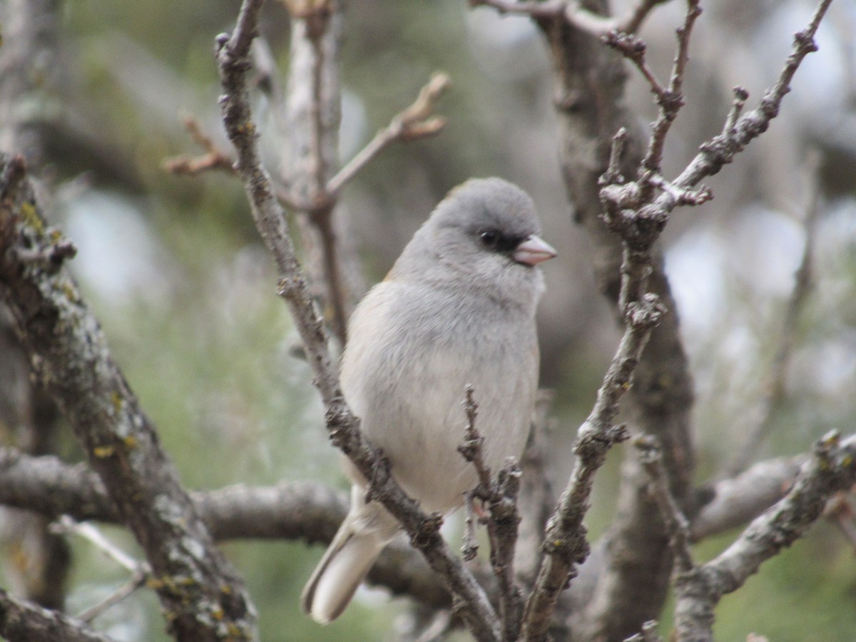 ユキヒメドリ（caniceps） - ML520145241