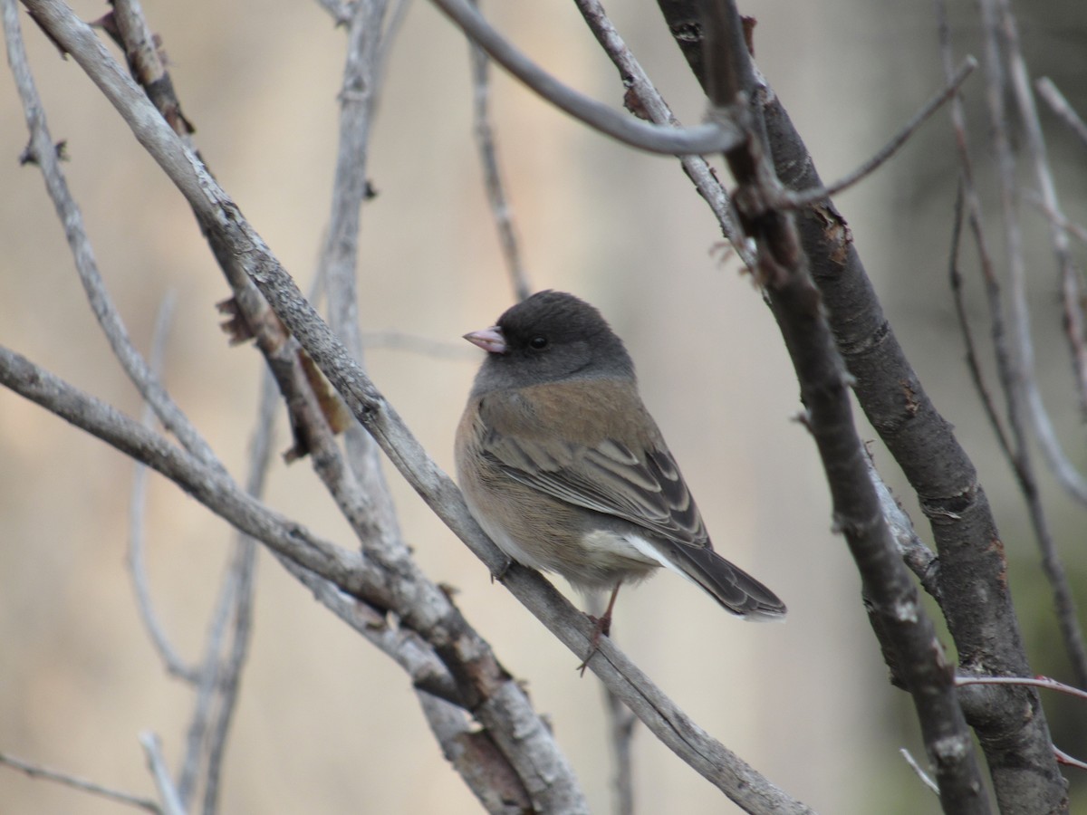 Junco Ojioscuro (grupo oreganus) - ML520145321