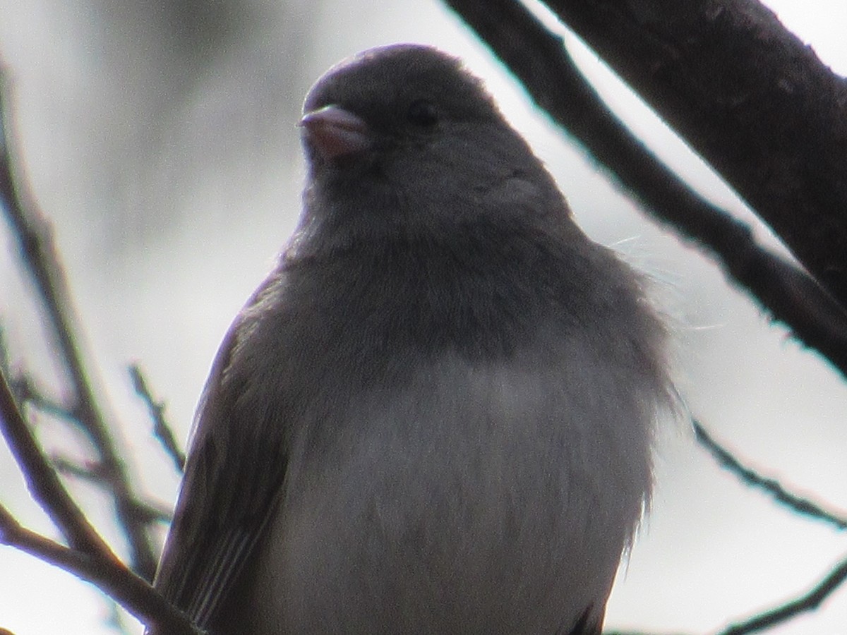 Junco ardoisé (hyemalis/carolinensis) - ML520145391