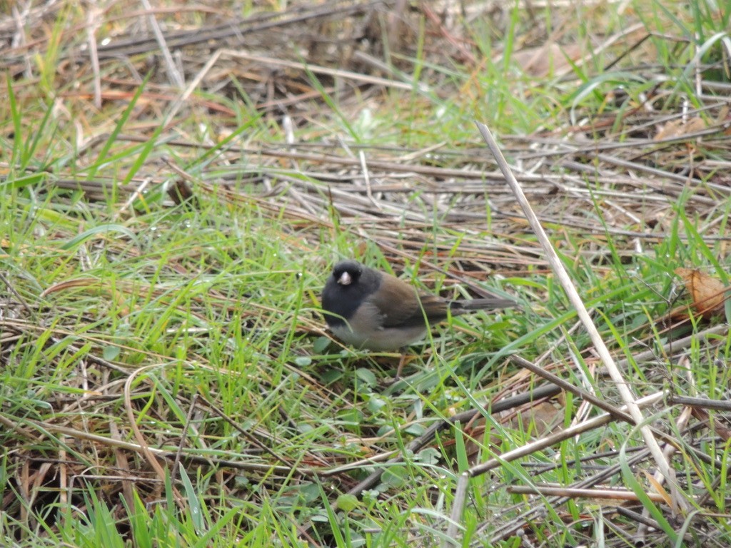 Dark-eyed Junco - ML520146221