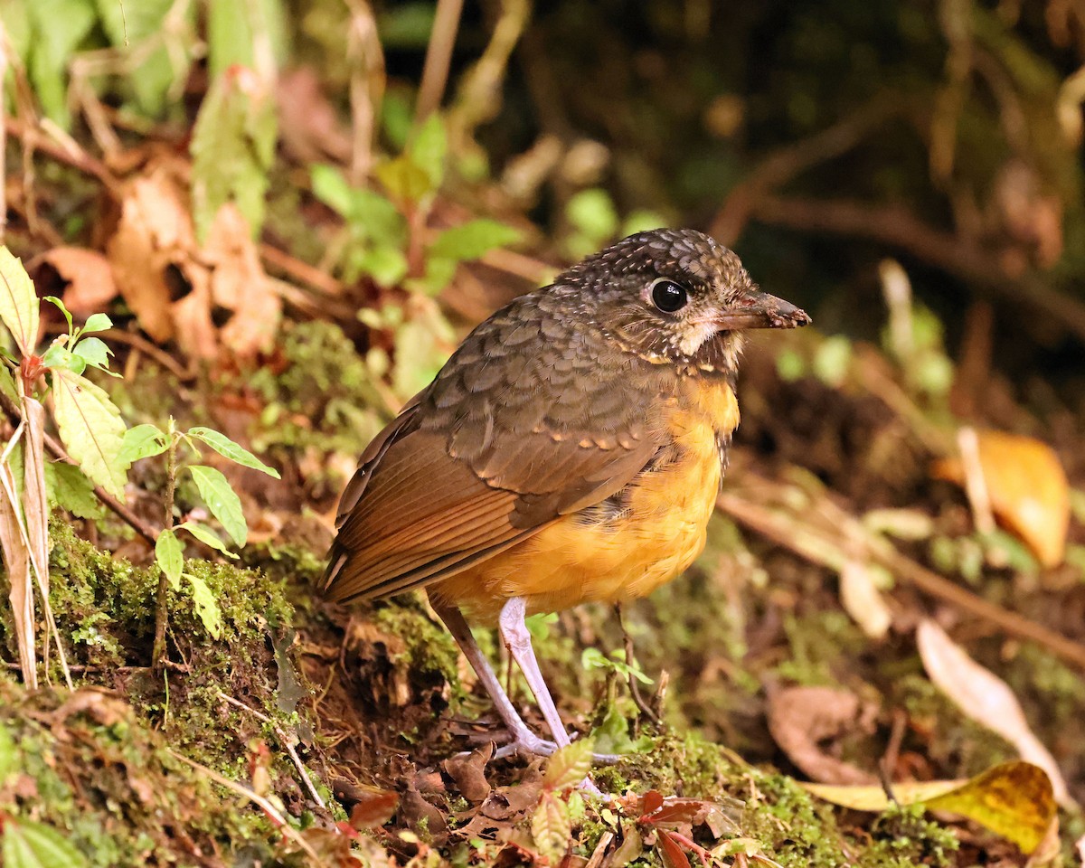 Scaled Antpitta - ML520146521