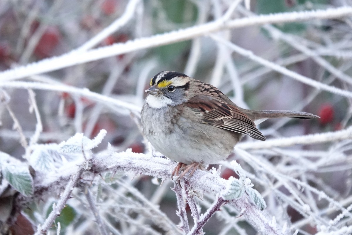 White-throated Sparrow - Dondi Black