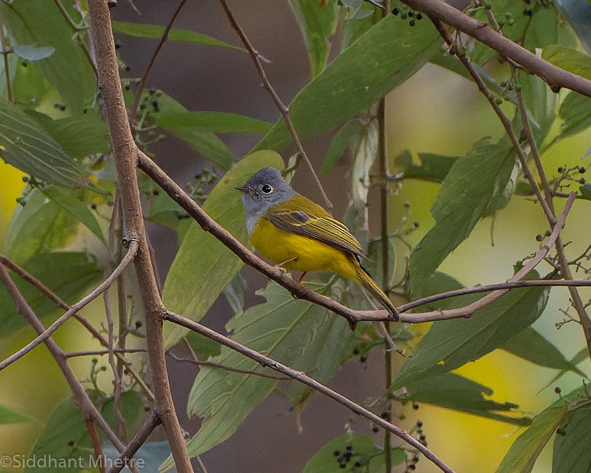 Gray-headed Canary-Flycatcher - ML520149801