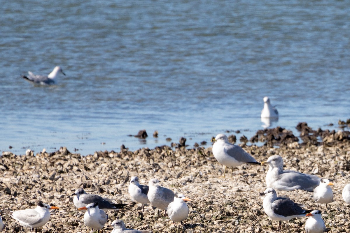 Lesser Black-backed Gull - ML520150061