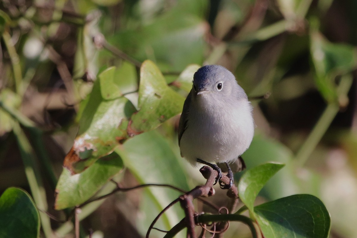 Blue-gray Gnatcatcher - Natalie Bailey