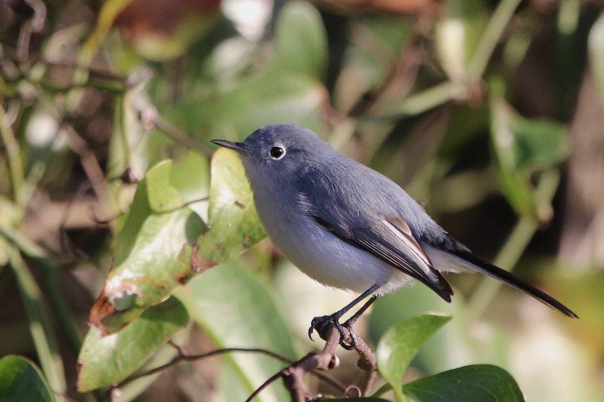 Blue-gray Gnatcatcher - Natalie Bailey