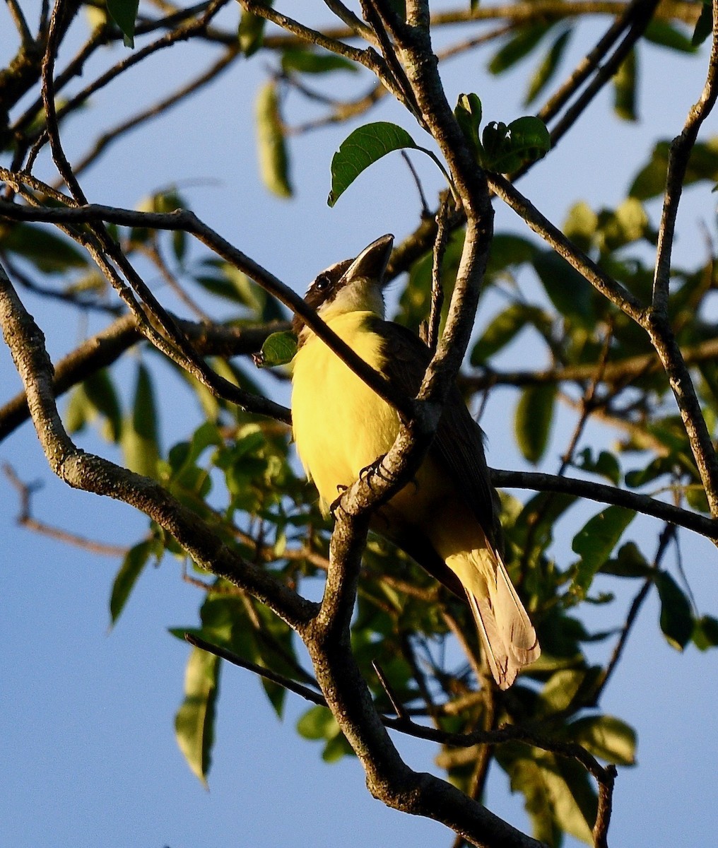 Great Kiskadee - Win Ahrens