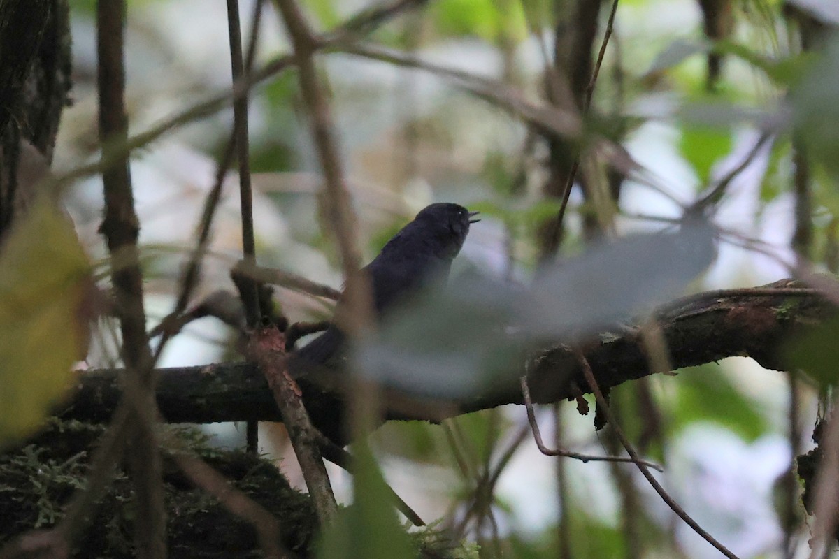 Stiles's Tapaculo - george parker