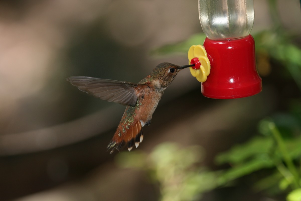 Rufous Hummingbird - ML520156041
