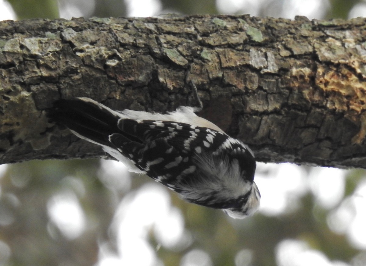 Downy Woodpecker - ML520160201