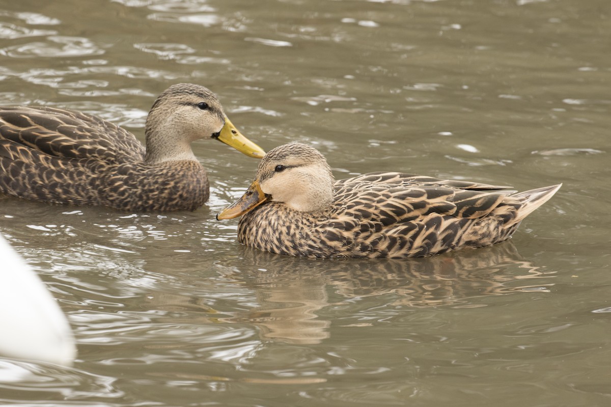 Mottled Duck - ML520161041