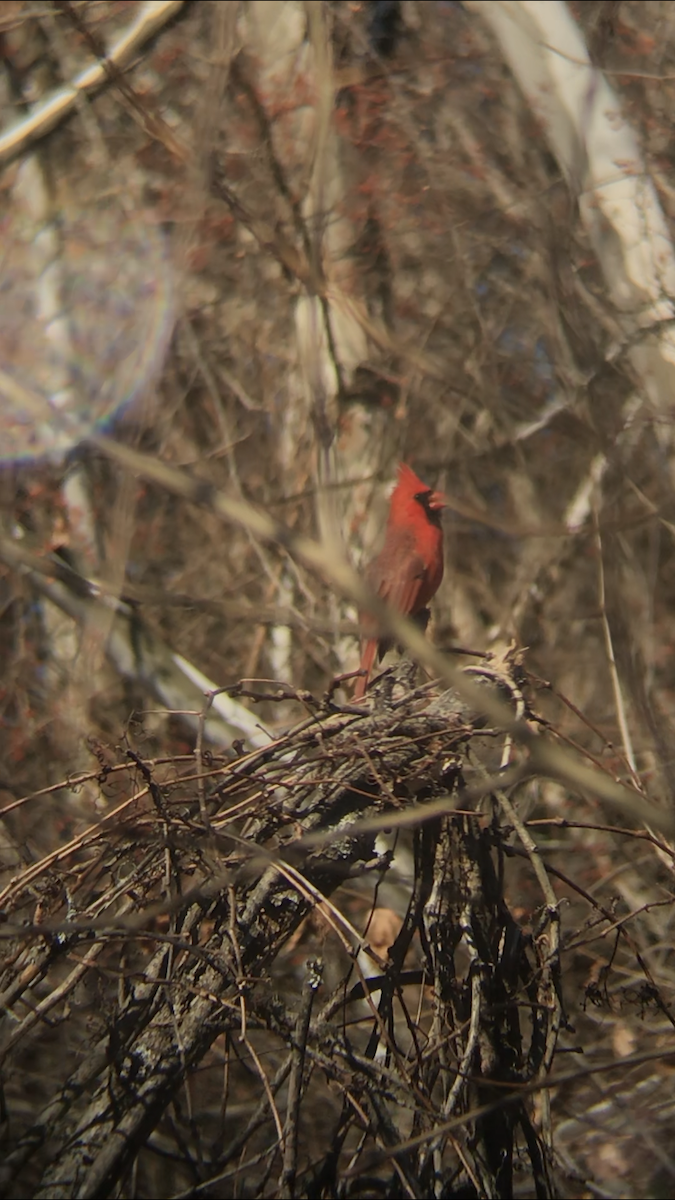 Northern Cardinal - ML520161241