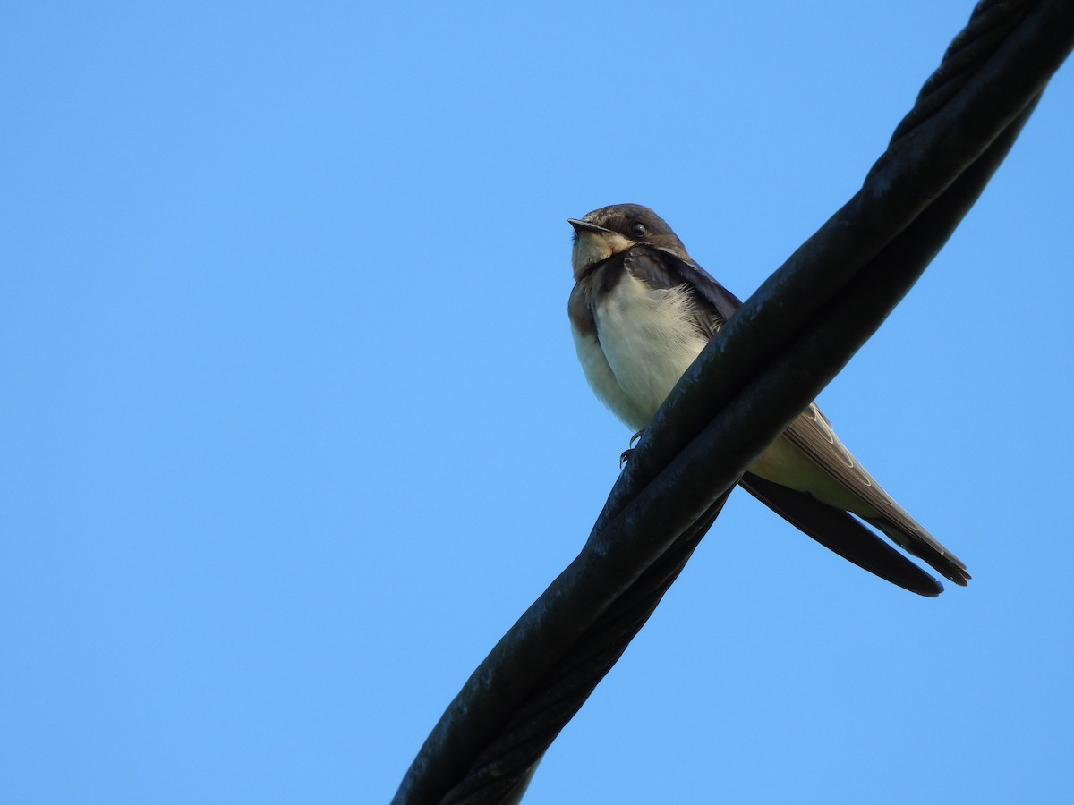 Barn Swallow - ML520162341