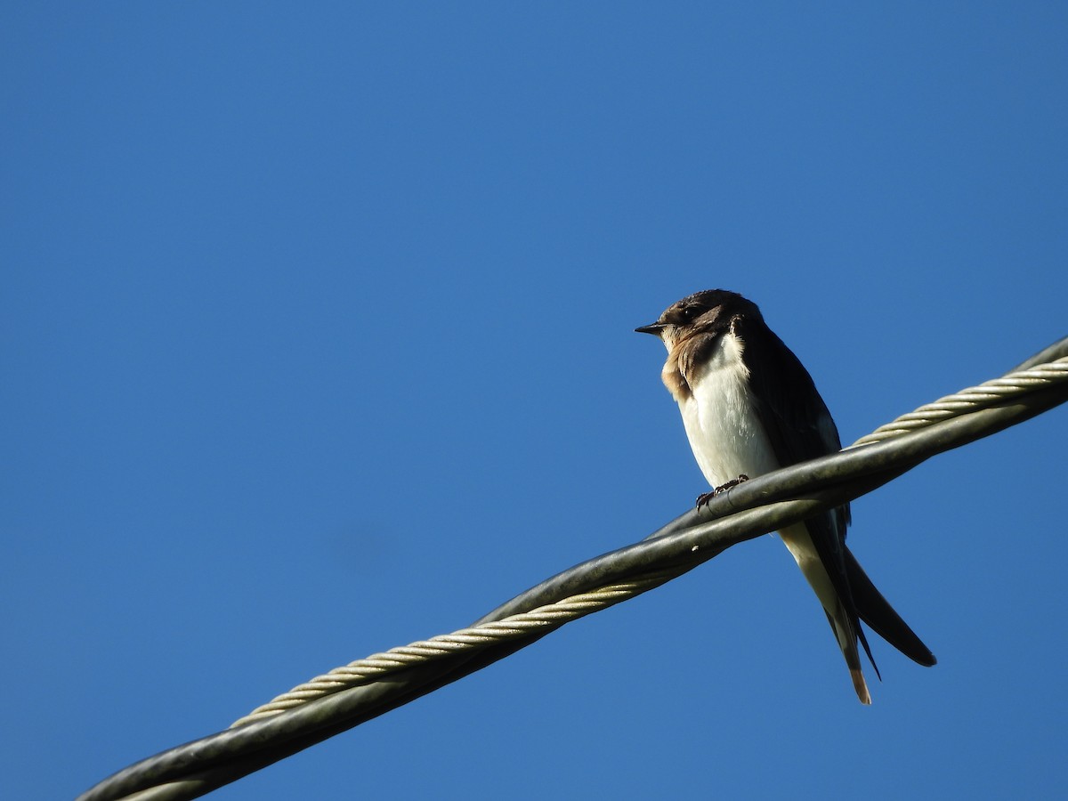 Barn Swallow - ML520162411