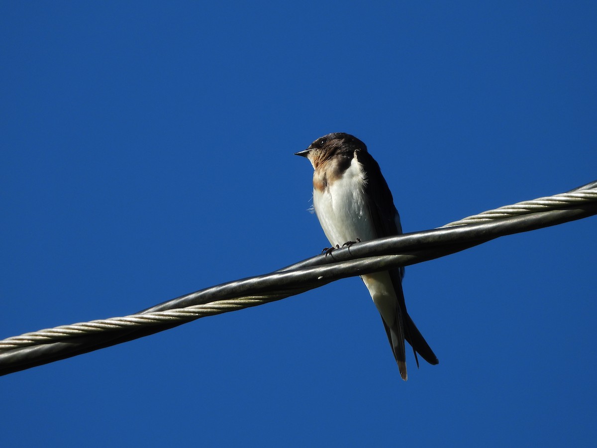 Barn Swallow - ML520162421