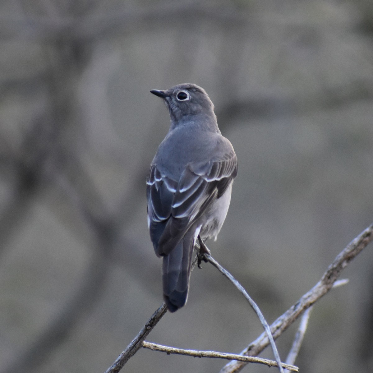Townsend's Solitaire - ML520163671